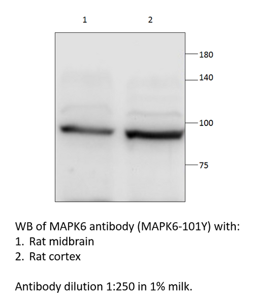 MAPK6 Antibody from Fabgennix