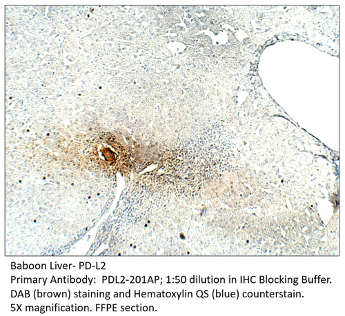 PD-L2 Antibody from Fabgennix