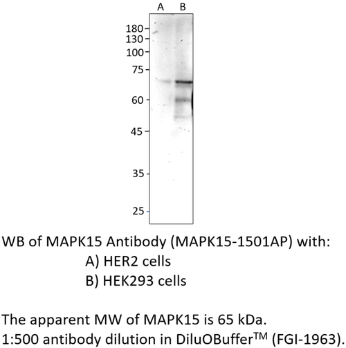 MAPK15 Antibody from Fabgennix