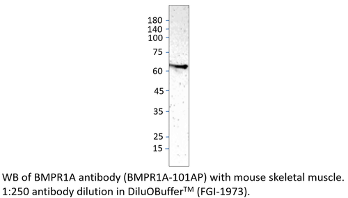 BMPR1A Antibody from Fabgennix