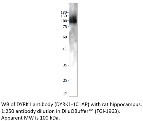 DYRK1 Antibody from Fabgennix