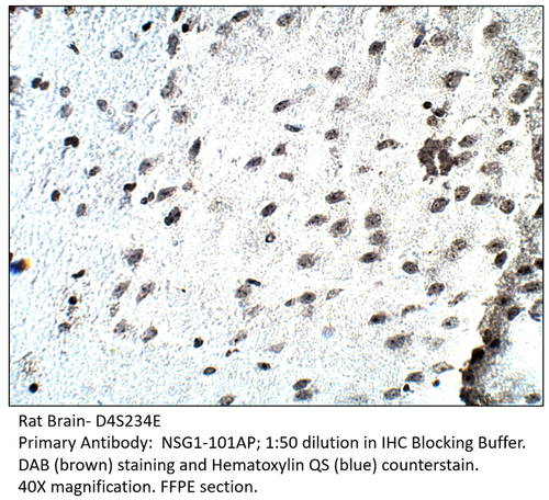 D4S234E Antibody from Fabgennix