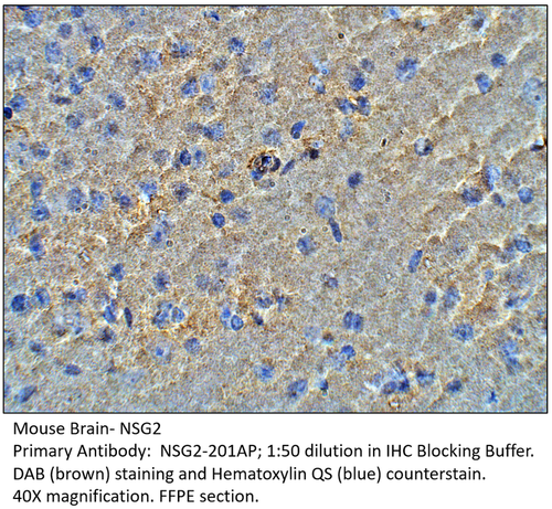 NSG2 Antibody from Fabgennix