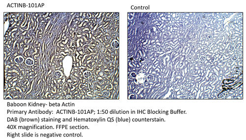 beta Actin Antibody from Fabgennix