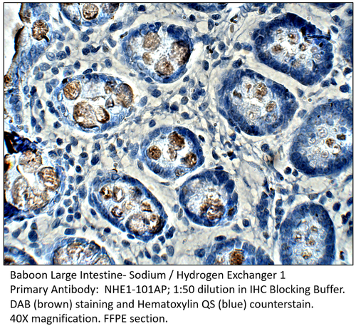 Sodium / Hydrogen Exchanger 1 Antibody from Fabgennix