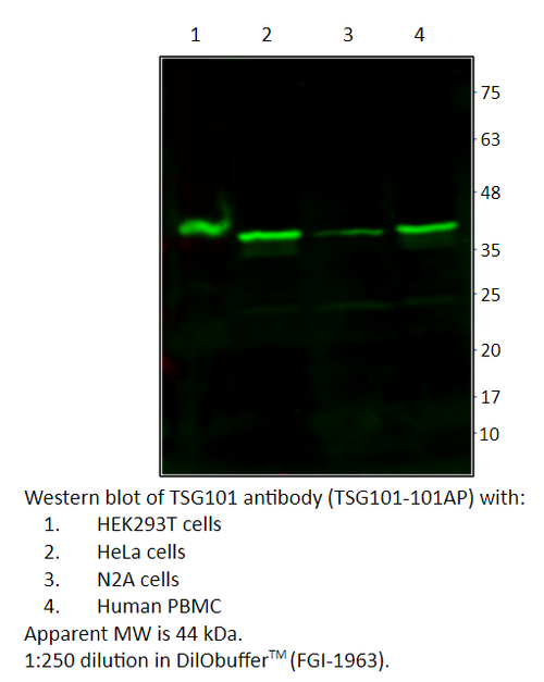 TSG101 Antibody from Fabgennix