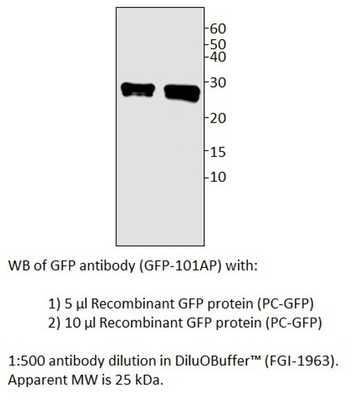 GFP Antibody from Fabgennix
