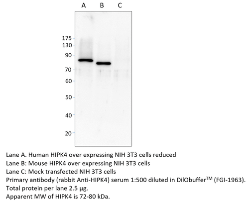 HIPK4 Antibody from Fabgennix