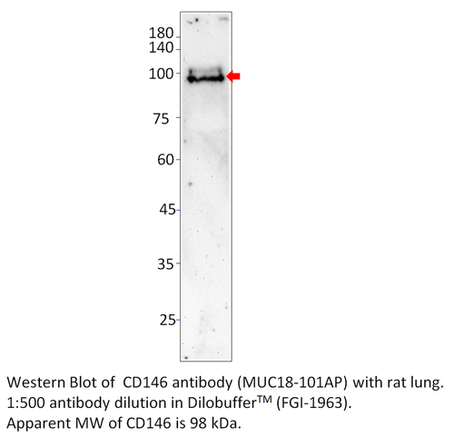 CD146 Antibody from Fabgennix