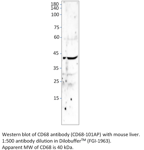 CD68 Antibody from Fabgennix