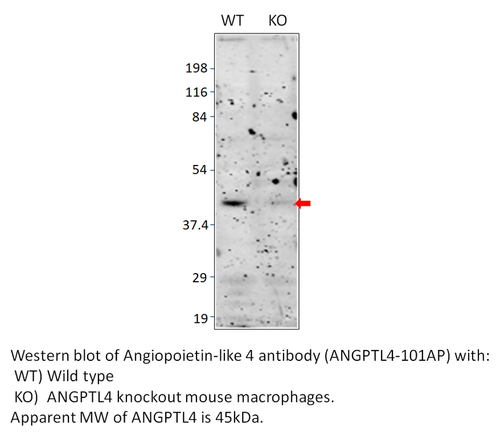 Angiopoietin-like 4 Antibody from Fabgennix