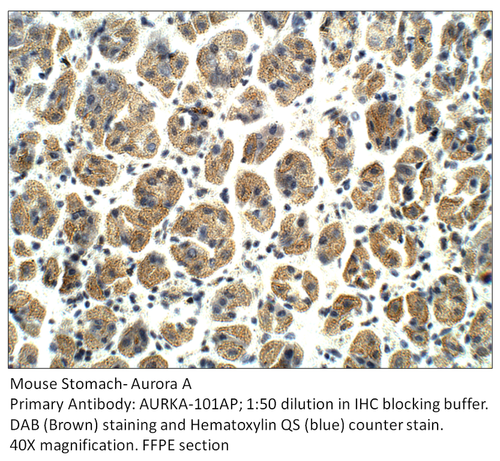 Aurora A Antibody from Fabgennix