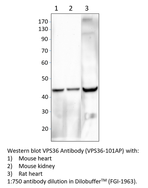 VPS36 Antibody from Fabgennix