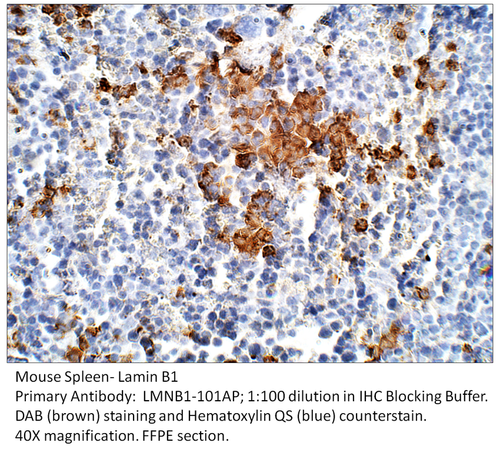 Lamin B1 antibody - Nuclear Envelope Marker Antibody from Fabgennix