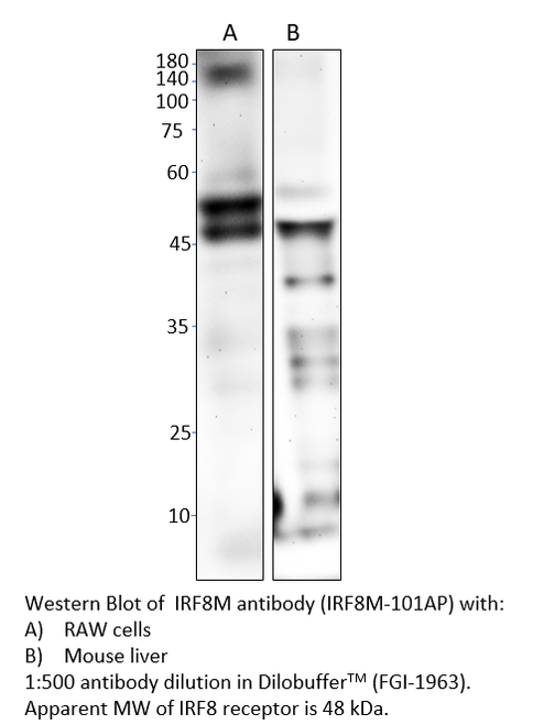 IRF8 Antibody from Fabgennix