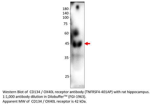 CD134 / OX40L receptor Antibody from Fabgennix