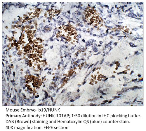 B19 Antibody from Fabgennix