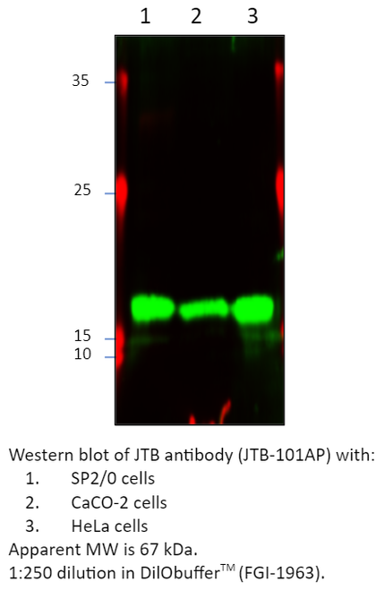 JTB Antibody from Fabgennix