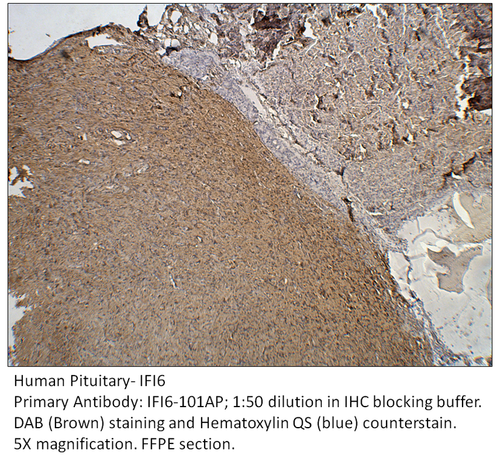 IFI6 Antibody from Fabgennix