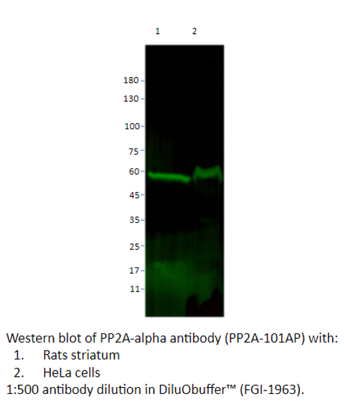 PP2A-alpha Antibody from Fabgennix
