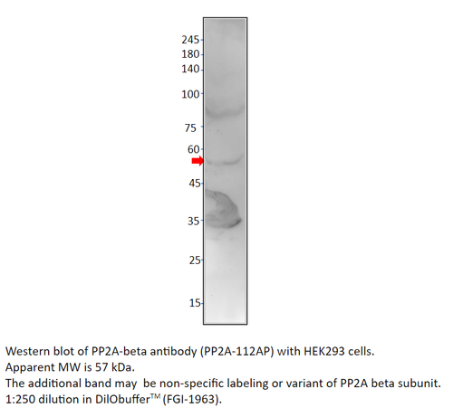 PP2A-beta Antibody from Fabgennix
