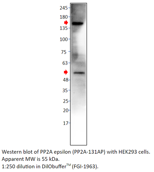 PP2A-epsilon Antibody from Fabgennix