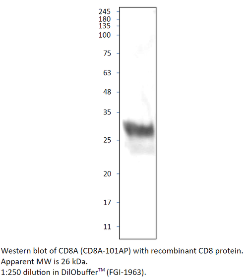 CD8 alpha Antibody from Fabgennix