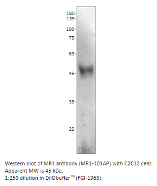 MR1 Antibody from Fabgennix