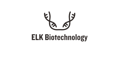 CLK2 Rabbit Polyclonal Antibody
