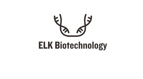 Human BDNF (Brain Derived Neurotrophic Factor) ELISA Kit