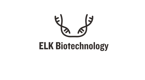 Rat LMNA (Lamin A/C) ELISA Kit