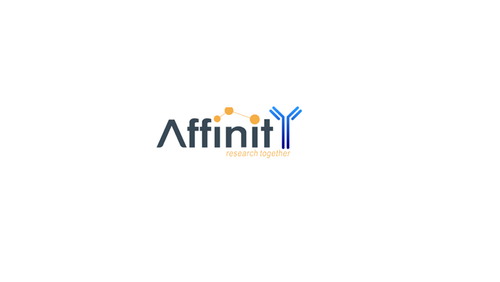 ATF1 Antibody | AF6208