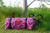 Sombrero Single Swag - Pink Camo