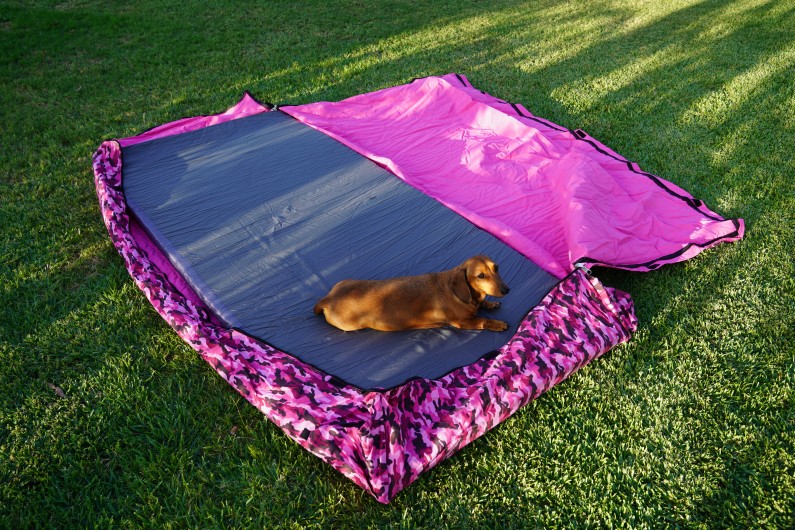 Dog with pink swag