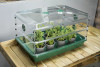 Large propagator tray with clear lid and two clear height extender sitting on a small wood table with plants growing inside.