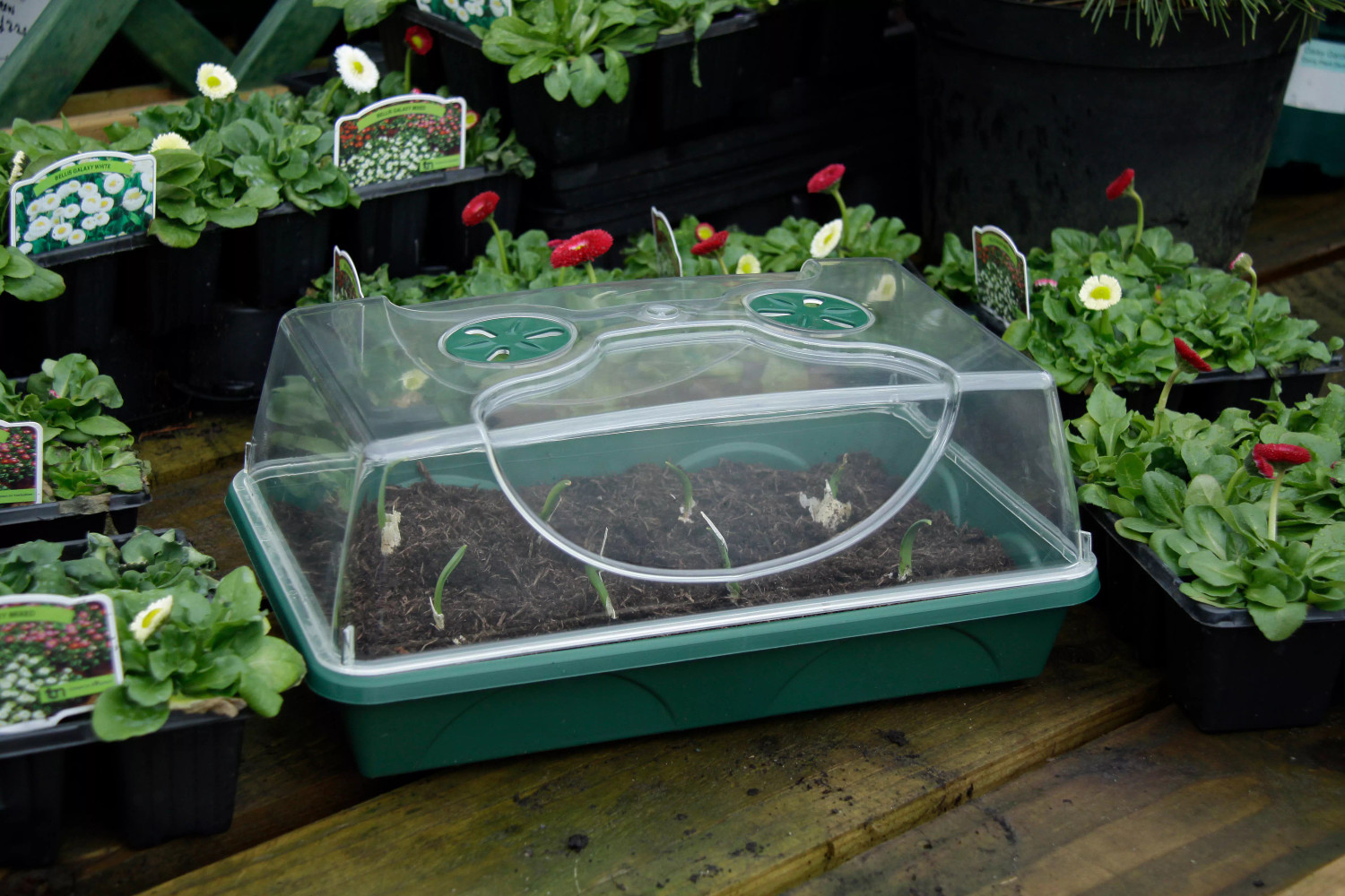70738 | Medium Propagator - Cen-Tec Systems