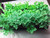 93774 | EarlyGrow Over-sized  24 Inch X 15 Inch Tray Bed Seed & Herb Propagator with Vented Height Extension