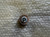 MERIT WHEEL ABRASIVE P/N 32010  Size 1-5/8 X 1/2 X 1/4-20 (10EA)