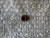 MILITARY STANDARDS NUT,SELF-LOCKING,HEXAGON P/N MS17830-6C  (24EA)