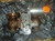 Leslie Linear Diretional Control Valve P/N 3352NBMSC192FLPSNV Size: 2"