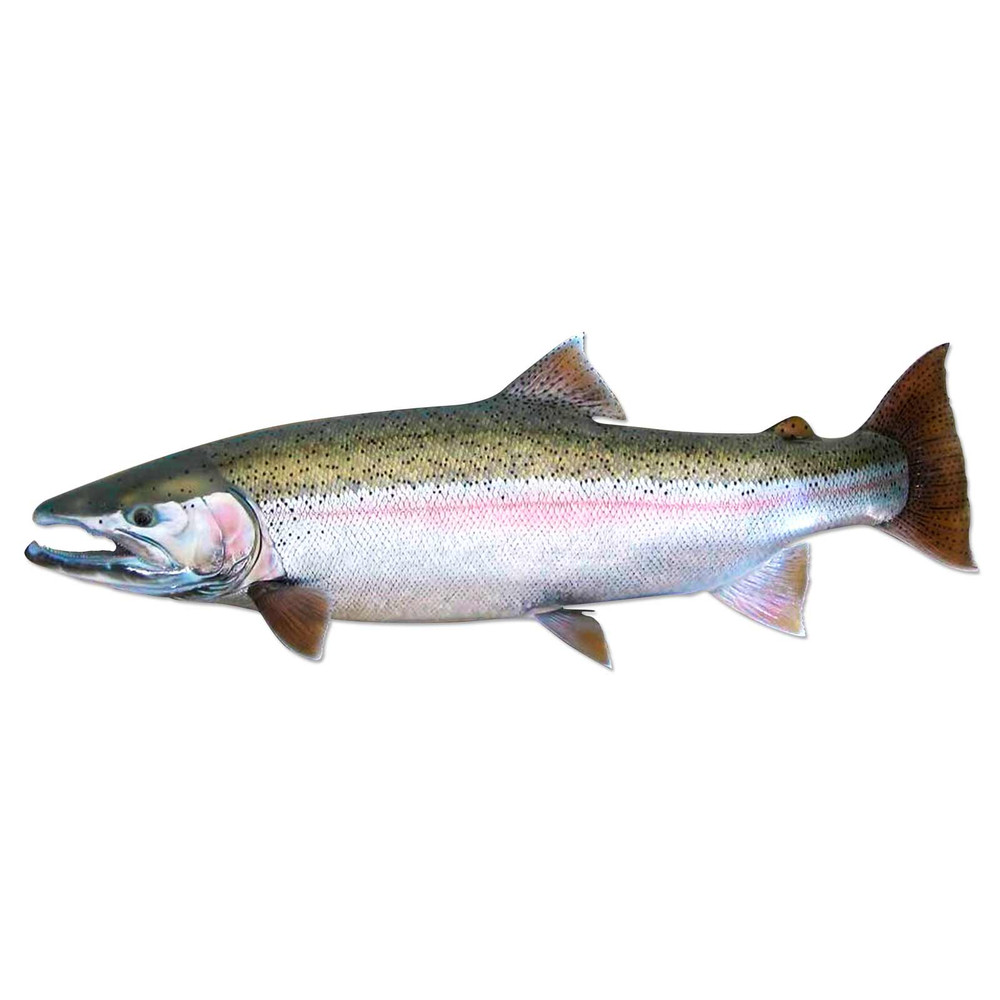 Great Lakes Steelhead Salmon Fishing Decal