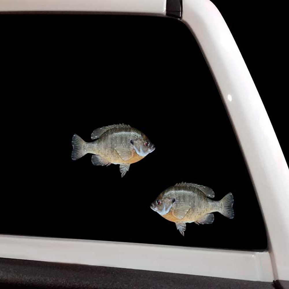 Bluegill Fishing Pond Fish Bream Decal Set