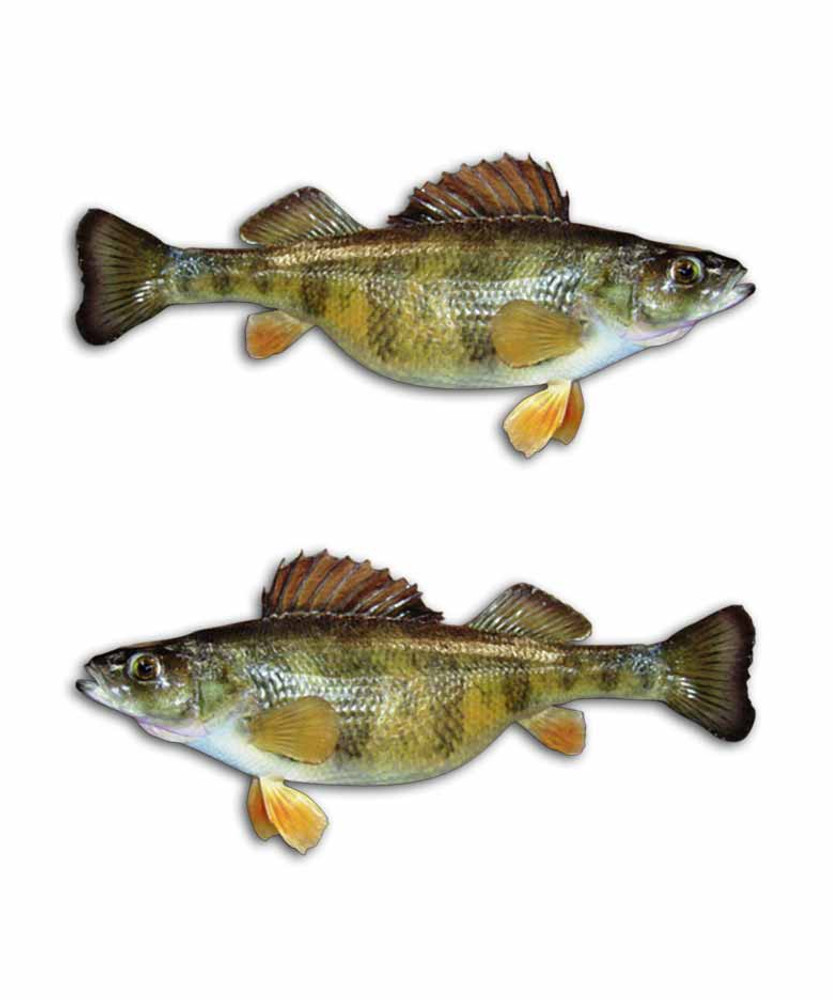 Yellow Perch Fishing Stickers