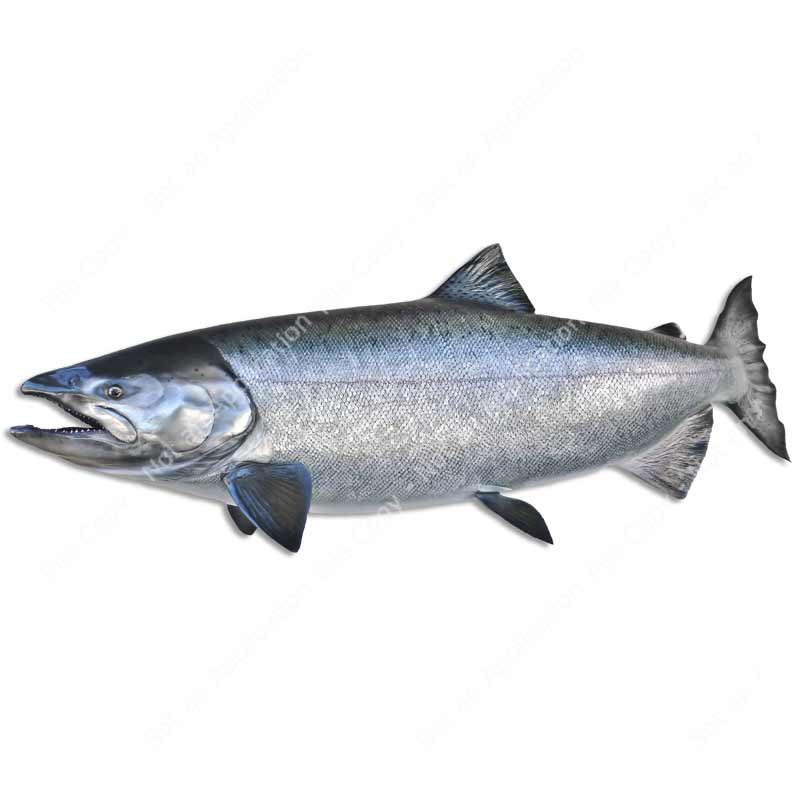 King Salmon Fish Sticker Swimming Decal