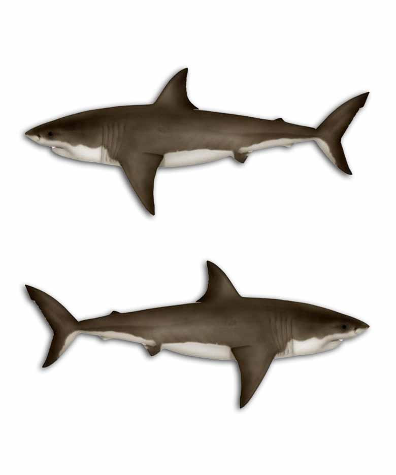 Great White Shark Decal Set