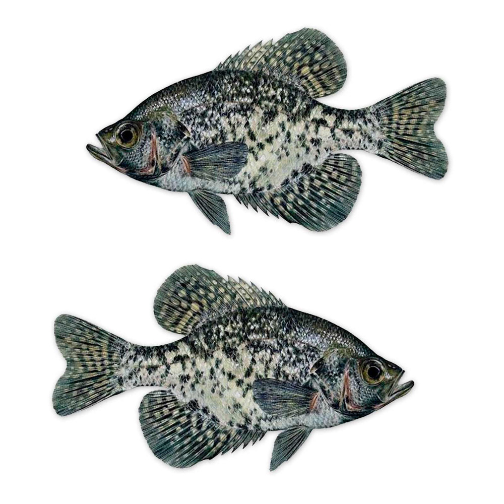 Black Crappie Fishing Decal Set