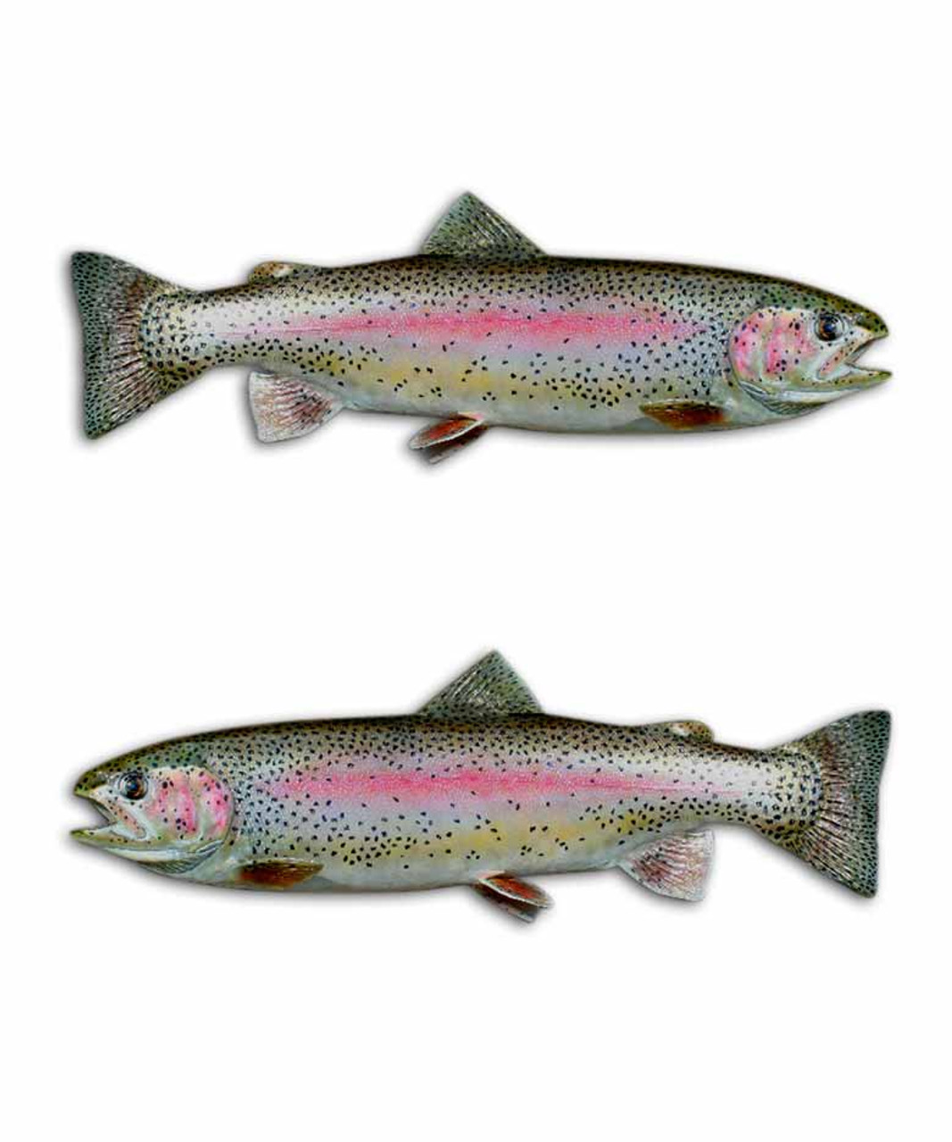 Rainbow Trout Skin Fishing Sticker photo decal 