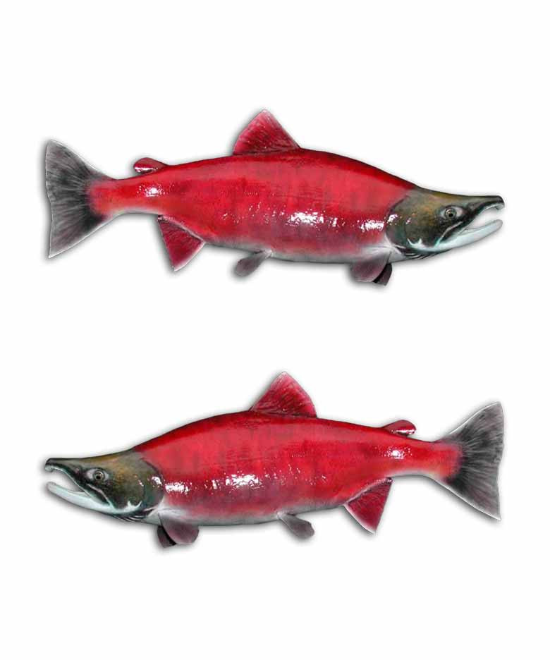 Sockeye Salmon Fishing Decal