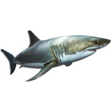 Great White Shark Jaws Marine Ocean Surf Decal