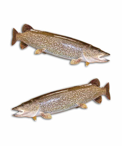 Northern Pike Fishing Stickers - Aftershock Decals